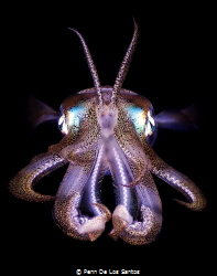 Squid during a bonfire dive in Anilao. Shot taken with Ol... by Penn De Los Santos 